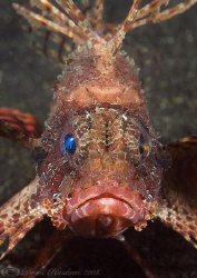 Dwarf lionfish. Lembeh straits. D200, 60mm. by Derek Haslam 